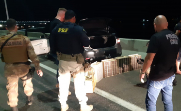 Em Laguna, 82 aves silvestres são apreendidas em carro na BR-101  