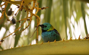 Diretoria de Meio Ambiente de Criciúma encerra 2022 com destaque em ações e atendimentos