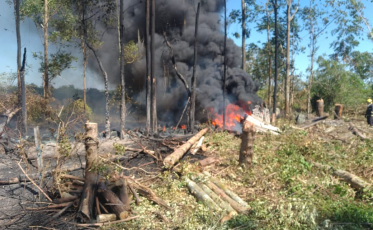 Bombeiros controlam incêndio em vegetação em Araranguá (FOTOS E VÍDEO)
