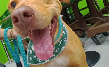 Adoção responsável: adotar um pet pode ajudar a regular emoções