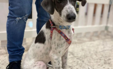 ONG SOS Vira-Lata busca voluntários para lares temporários em Criciúma e região