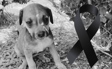 Casos de envenenamento de animais preocupam moradores de Cocal do Sul