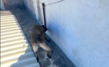 Com apoio de cão farejador, PM encontra oito pacotes de maconha em Tubarão 