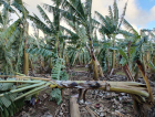Cultura da banana foi a mais afetada pela passagem do ciclone (FOTOS)