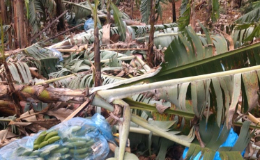 Cultura da banana foi a mais afetada pela passagem do ciclone (FOTOS)