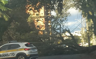 Criciúma: árvore cai e bloqueia trânsito na Avenida Victor Meireles