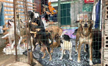 Para alimentar 130 animais, protetora precisa de doações em Criciúma