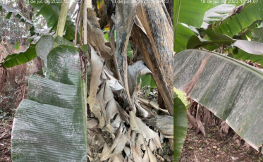 Moradores denunciam empresa por poluição em Içara