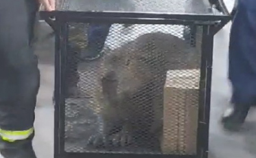 Capivara é encontrada 'passeando' em mercado de Criciúma; ASSISTA