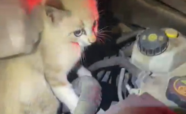 Gata é flagrada dando uma volta na BR-101 no motor da viatura da PRF (VÍDEO)