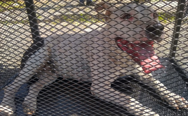 Bombeiros resgatam pitbull e procuram pelo dono em Criciúma