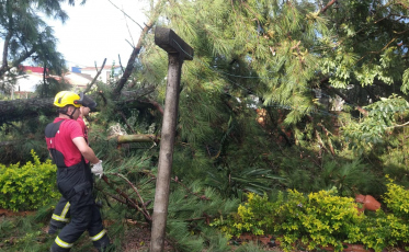 Criciúma registra destelhamentos e quedas de árvores após temporal