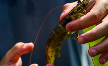 Camarão de Laguna: identidade fortalecida pelo registro de Indicação Geográfica