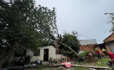 Criciúma: vento forte derruba árvore de grande porte sobre telhado de residência