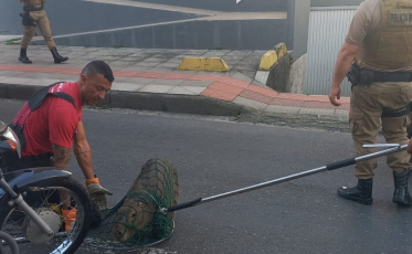 Capivara é encontrada no Centro de Criciúma