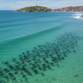 Espetáculo da natureza reúne mais de 100 arraias em frente ao Farol de Santa Marta