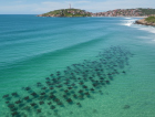 Espetáculo da natureza reúne mais de 100 arraias em frente ao Farol de Santa Marta