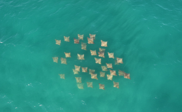 Espetáculo no mar: arraias reaparecem e nadam na superfície em SC