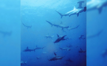 Ameaçado de extinção: tubarão encontrado em Balneário Rincão oferece perigo?