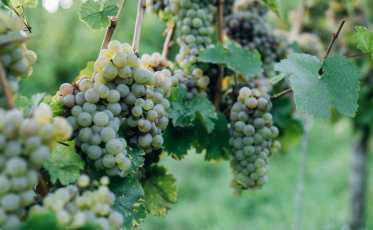 Entre fé, vinho e cultura, Vindima Goethe celebra identidade regional