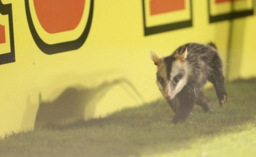 De gambá no gramado ao 'anúncio' do Pogba: as bizarrices que acompanham o Criciúma