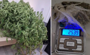 Pés de maconha no quintal revelam tráfico em Criciúma