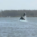 VÍDEO: Golfinhos aparecem perto de turistas e viralizam em Laguna