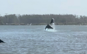 VÍDEO: Golfinhos aparecem perto de turistas e viralizam em Laguna