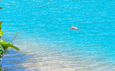 Buscas por idoso desaparecido em Araranguá chegam ao 4º dia