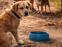 Verão acende alerta para o aumento do abandono de animais