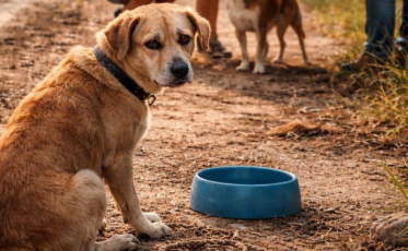 Verão acende alerta para o aumento do abandono de animais