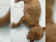 Foto: Christophe de Lima/Divulgação