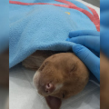Réu que causou a morte de filhote de pitbull é o primeiro condenado por maus-tratos em Criciúma