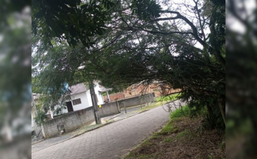 Pedido para corte de árvore espera há quase um ano em Criciúma