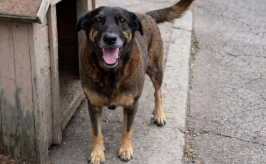 Cão Orelha: Polícia Civil avança nas apurações em caso de maus-tratos e indicia familiares por coação
