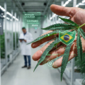 Cannabis medicinal: Anvisa estrutura produção e pesquisa; entenda