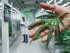 Cannabis medicinal: Anvisa estrutura produção e pesquisa; entenda