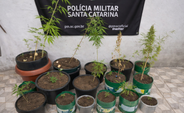Homem é preso com 25 pés de maconha em Passo de Torres