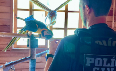 Jiboia e tartarugas: operação resgata 20 animais silvestres em SC