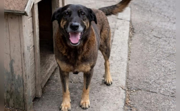 Caso do cão Orelha ganha novo capítulo com cobrança do Ministério Público
