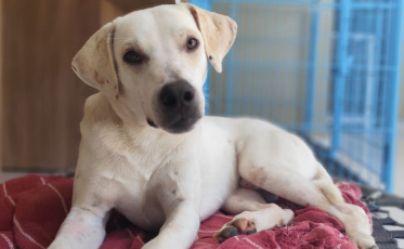 Vai viajar no feriado? Saiba onde deixar seu pet com segurança