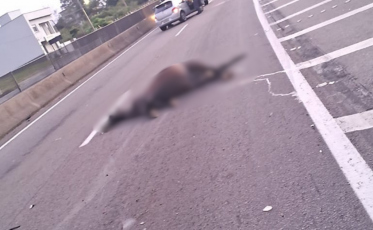 Carro colide com cavalo na BR-101 em Pescaria Brava