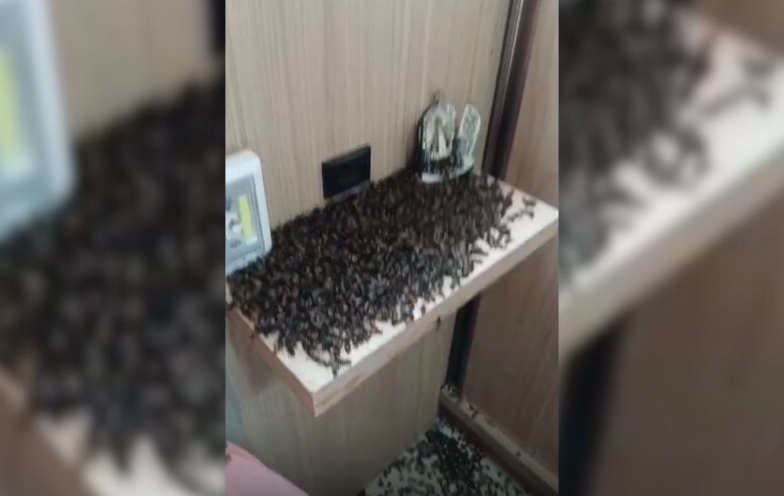 Abelhas invadem cobertura de prédio em Criciúma