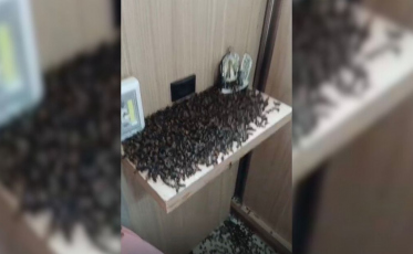 Abelhas invadem cobertura de prédio em Criciúma