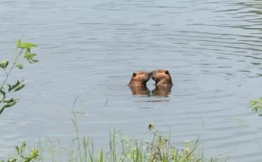 Romance animal? Capivaras são flagradas em cena curiosa e biólogo explica: 'Troca de carícias'