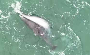 Espetáculo com golfinhos “namorando” marca Páscoa em SC