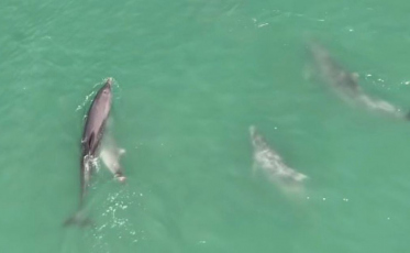 Quem vê mar, vê golfinhos: família com filhote encanta praia de SC