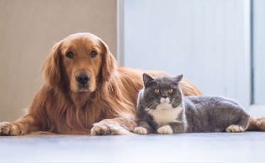 Disputa por pets: nova lei decide guarda e custos após separação