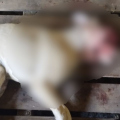 Cadela tem rosto desfigurado em caso de suspeita de maus-tratos 