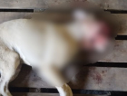 Cadela tem rosto desfigurado em caso de suspeita de maus-tratos 